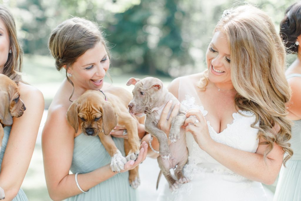 This Bridal Party Carried Rescue Pups Instead of Bouquets on The Good Beginning