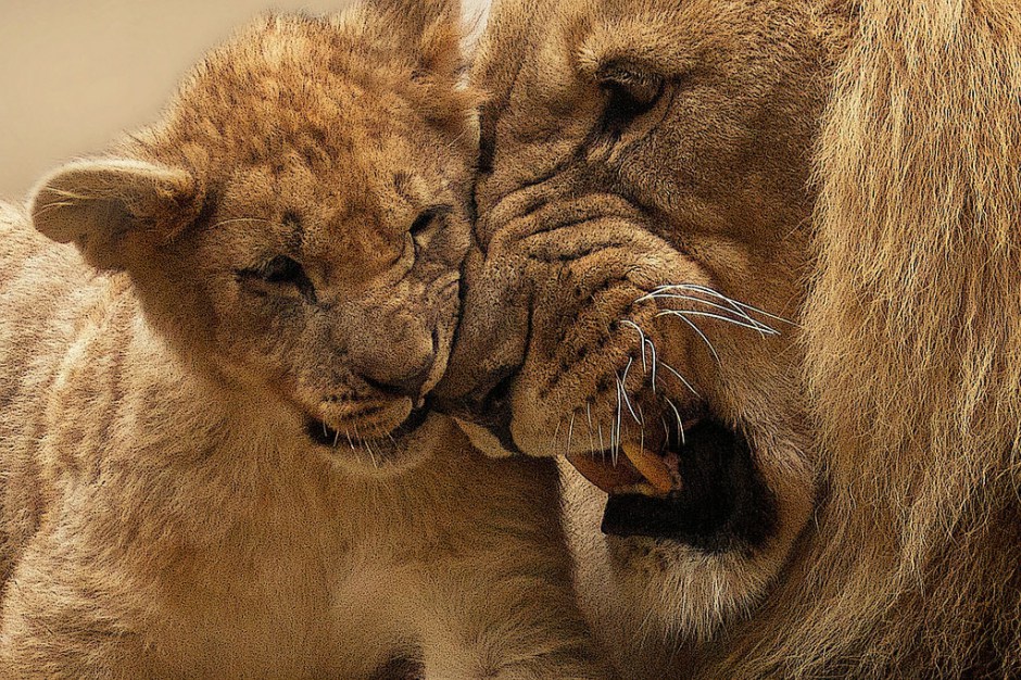 How to be an Animal Friendly Traveler on The Good Beginning