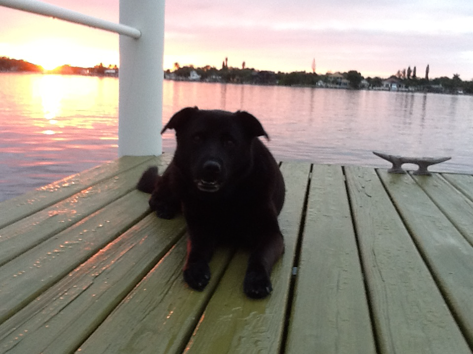 Oren Cove Gives Back - National Canine Cancer Foundation on The Good Beginning 