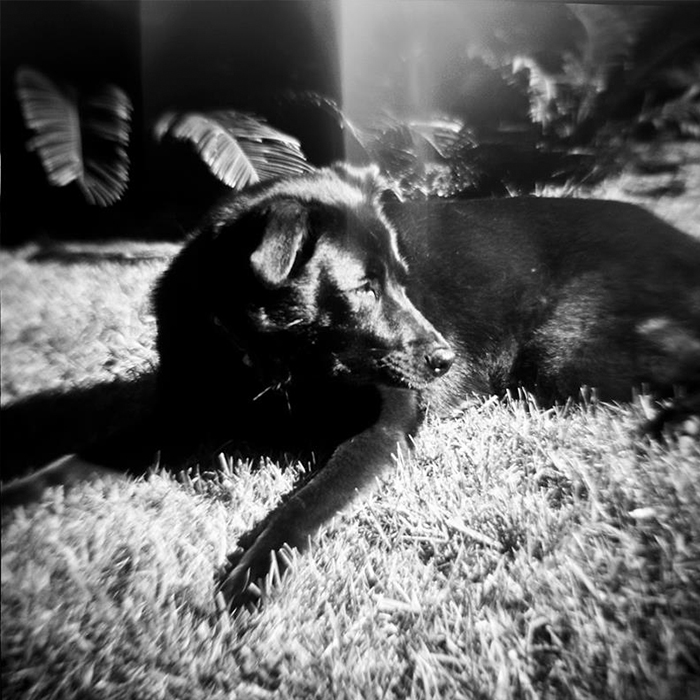 Oren Cove Gives Back - National Canine Cancer Foundation on The Good Beginning 