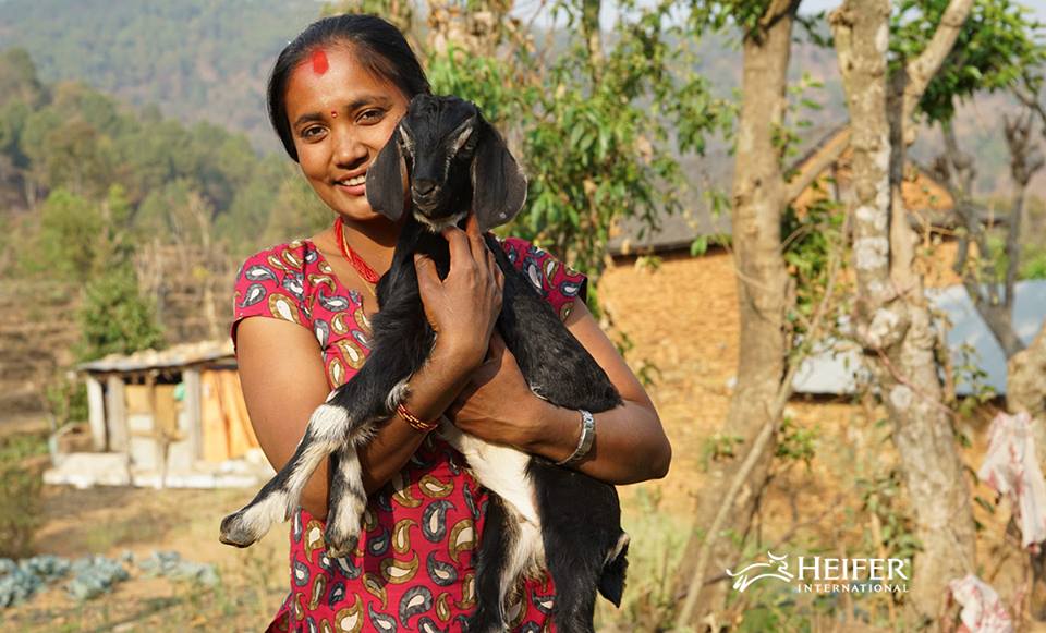 HEIFER INTERNATIONAL - The Good Beginning