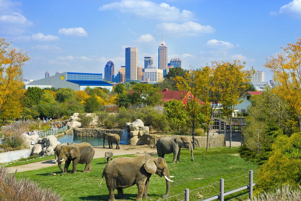 DENVER ZOO The Good Beginning