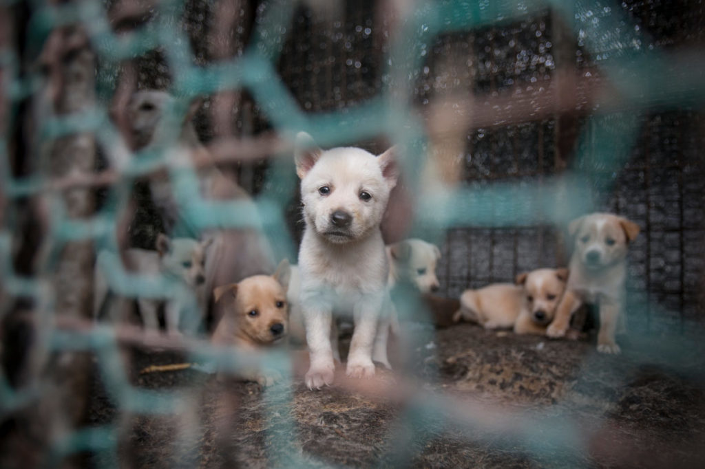 HUMANE SOCIETY INTERNATIONAL   Humane Society International 1 1024x682 