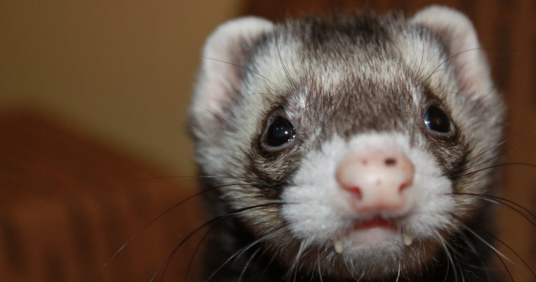 Washington Metropolitan Area Ferret Outreach - The Good Beginning