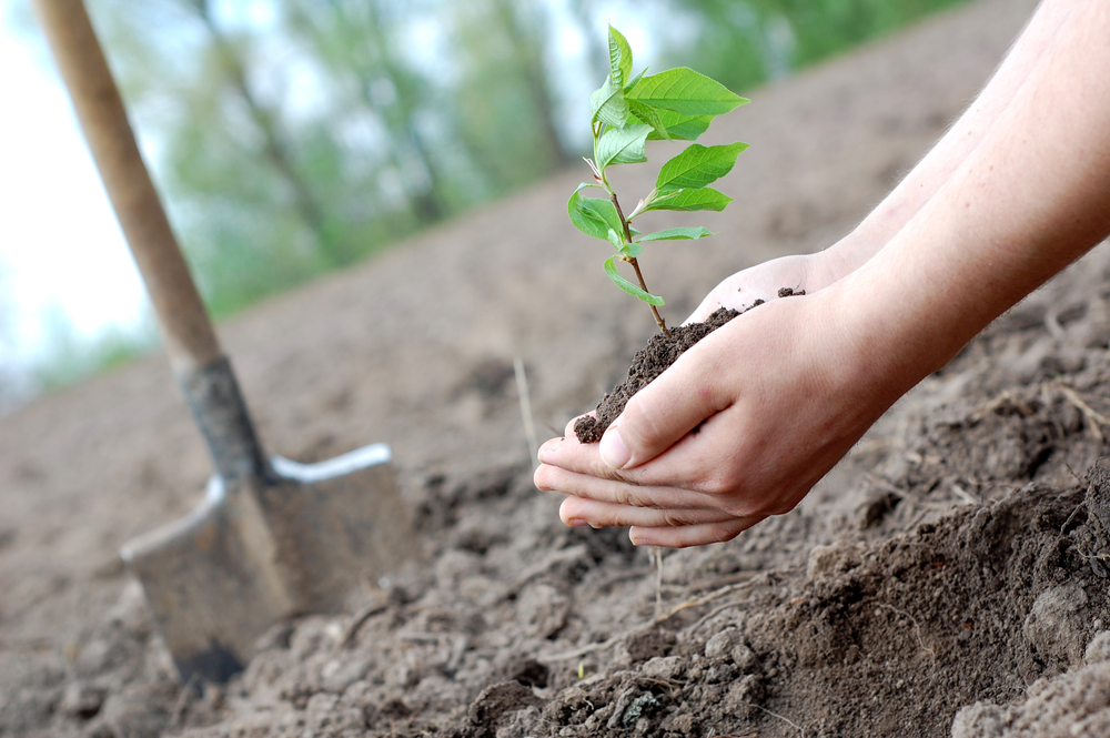 one-tree-planted-the-good-beginning