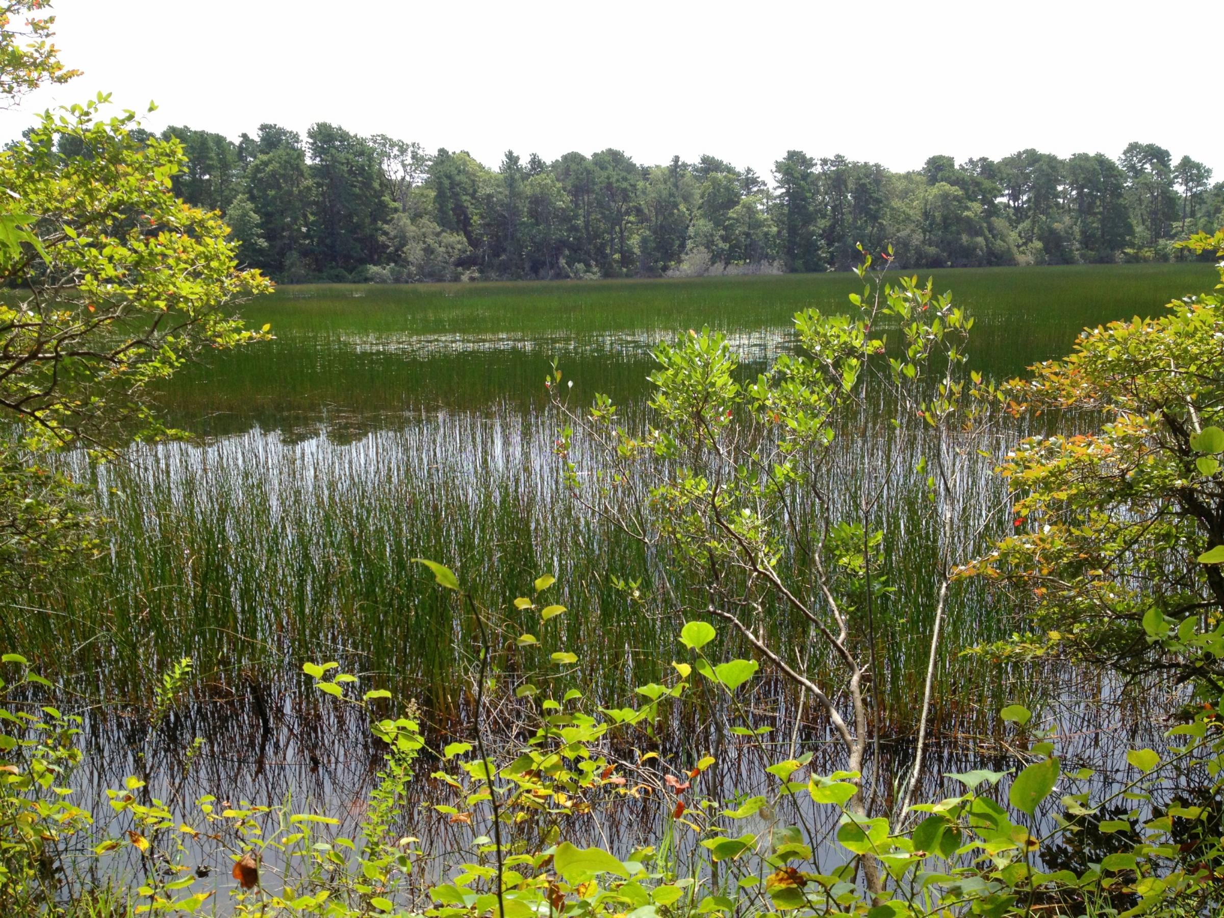 MASS AUDUBON The Good Beginning