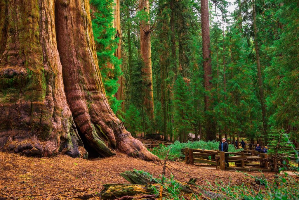 redwood-forest-foundation-inc