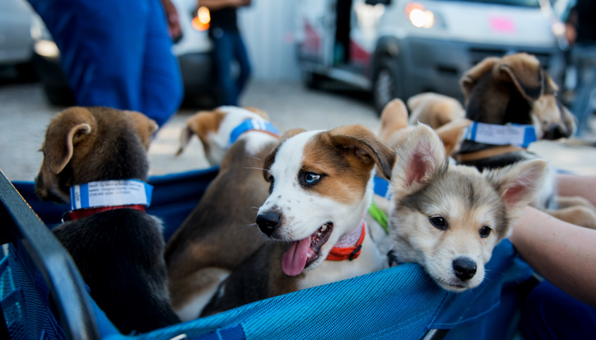 HOUSTON PETS ALIVE The Good Beginning