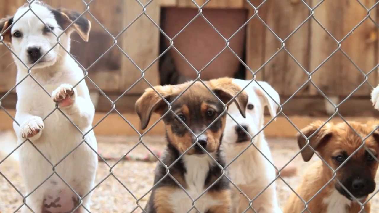 McKinley County Humane Society - The Good Beginning